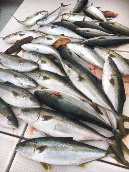 海楽隊 華栞丸 釣果