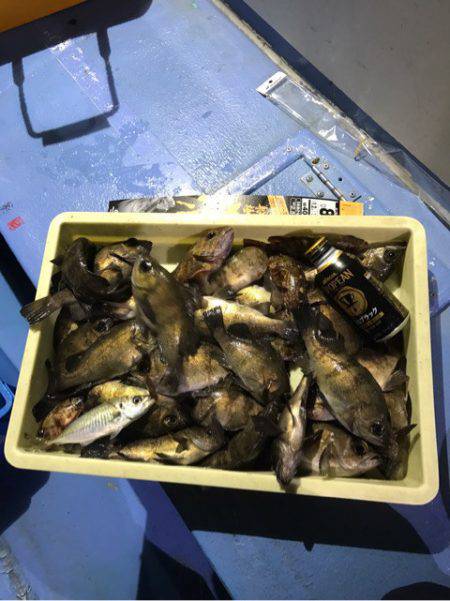 ヤザワ渡船 釣果