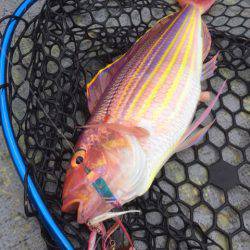 第二 海洋丸 釣果