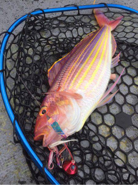 第二 海洋丸 釣果