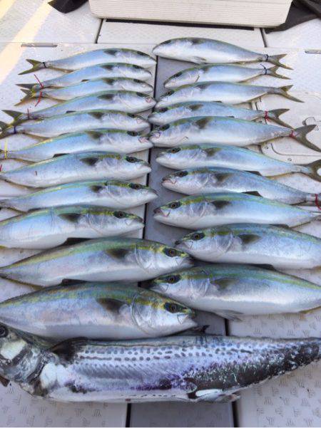 ビッグファイター 釣果