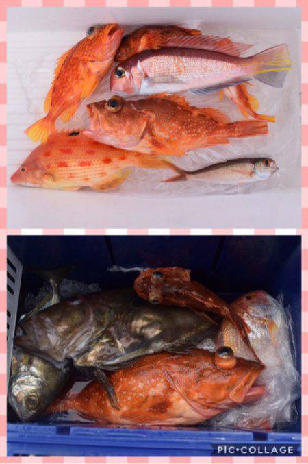 渡船屋たにぐち 釣果