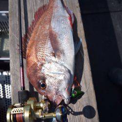 渡船屋たにぐち 釣果