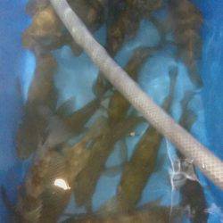 ヤザワ渡船 釣果