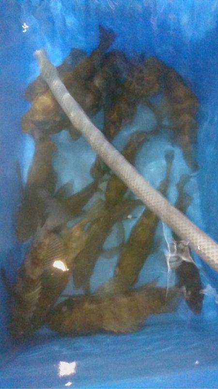 ヤザワ渡船 釣果