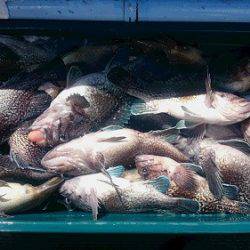 小樽港遊漁船SHAKE 釣果