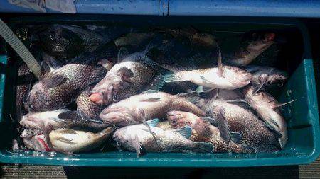 小樽港遊漁船SHAKE 釣果