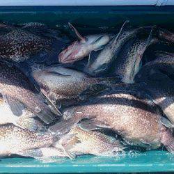 小樽港遊漁船SHAKE 釣果