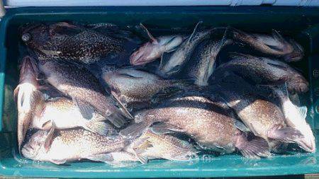 小樽港遊漁船ＳＨＡＫＥ 釣果