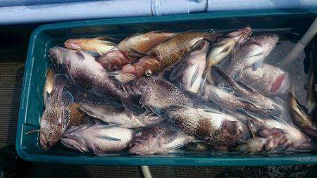 小樽港遊漁船SHAKE 釣果