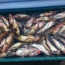 小樽港遊漁船SHAKE 釣果