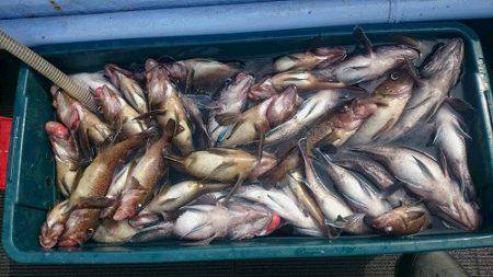 小樽港遊漁船SHAKE 釣果