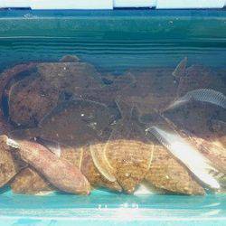 小樽港遊漁船SHAKE 釣果