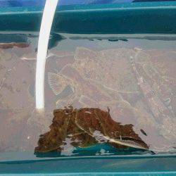 小樽港遊漁船ＳＨＡＫＥ 釣果