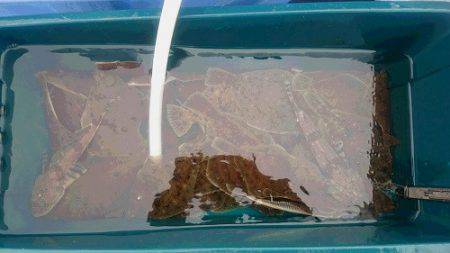 小樽港遊漁船ＳＨＡＫＥ 釣果