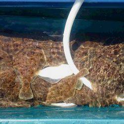 小樽港遊漁船SHAKE 釣果