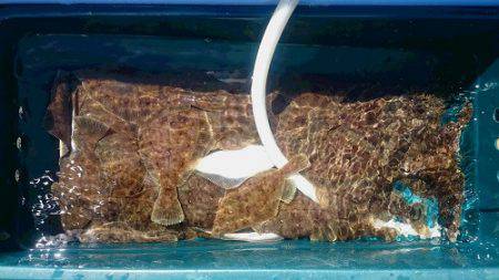 小樽港遊漁船SHAKE 釣果