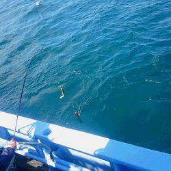 小樽港遊漁船SHAKE 釣果