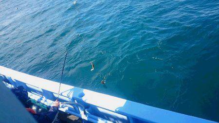 小樽港遊漁船SHAKE 釣果