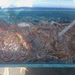 小樽港遊漁船SHAKE 釣果