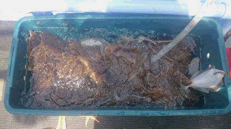 小樽港遊漁船SHAKE 釣果