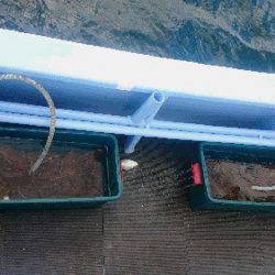 小樽港遊漁船ＳＨＡＫＥ 釣果