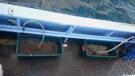 小樽港遊漁船ＳＨＡＫＥ 釣果