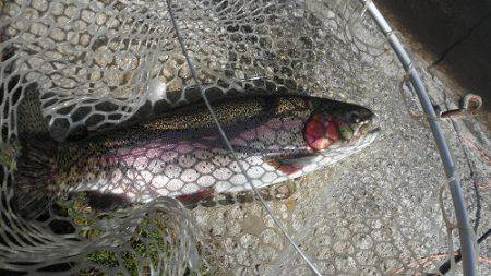 平谷湖フィッシングスポット 釣果