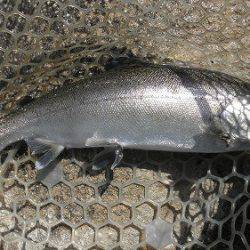 平谷湖フィッシングスポット 釣果