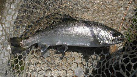 平谷湖フィッシングスポット 釣果