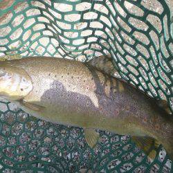 平谷湖フィッシングスポット 釣果