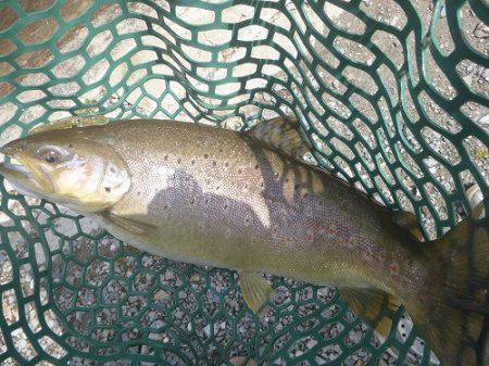 平谷湖フィッシングスポット 釣果