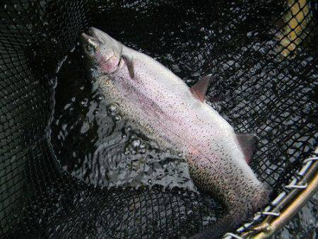 平谷湖フィッシングスポット 釣果