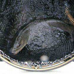 平谷湖フィッシングスポット 釣果