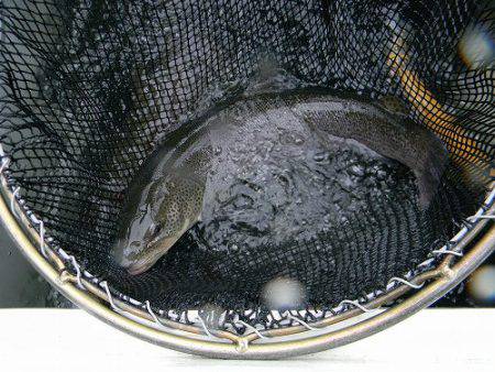 平谷湖フィッシングスポット 釣果