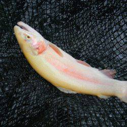 平谷湖フィッシングスポット 釣果