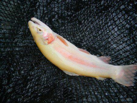 平谷湖フィッシングスポット 釣果