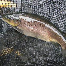 平谷湖フィッシングスポット 釣果