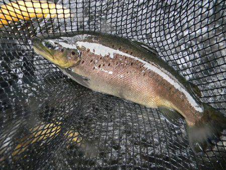 平谷湖フィッシングスポット 釣果