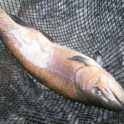 平谷湖フィッシングスポット 釣果