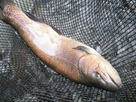 平谷湖フィッシングスポット 釣果