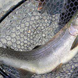 平谷湖フィッシングスポット 釣果