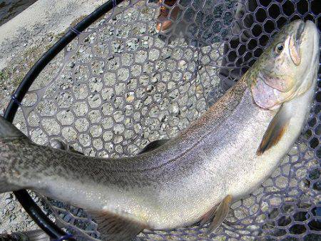 平谷湖フィッシングスポット 釣果