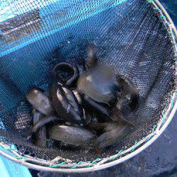 平谷湖フィッシングスポット 釣果