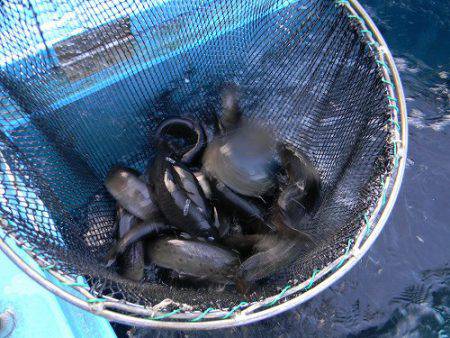 平谷湖フィッシングスポット 釣果