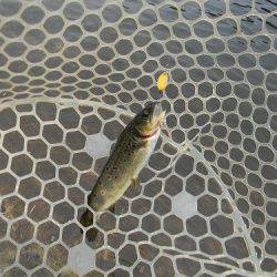 平谷湖フィッシングスポット 釣果