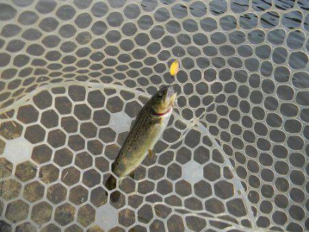 平谷湖フィッシングスポット 釣果