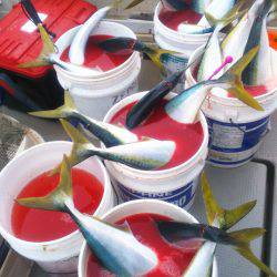 ブルドック 釣果