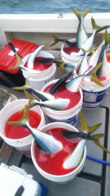 ブルドック 釣果