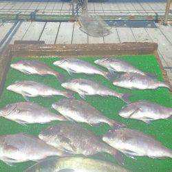 海の釣堀 海恵 釣果